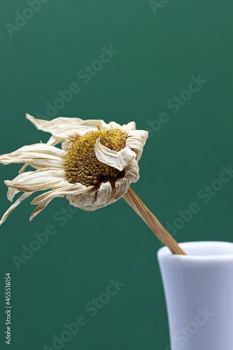 close-up detail of organic dried chamomile in vase © aykutkarahan