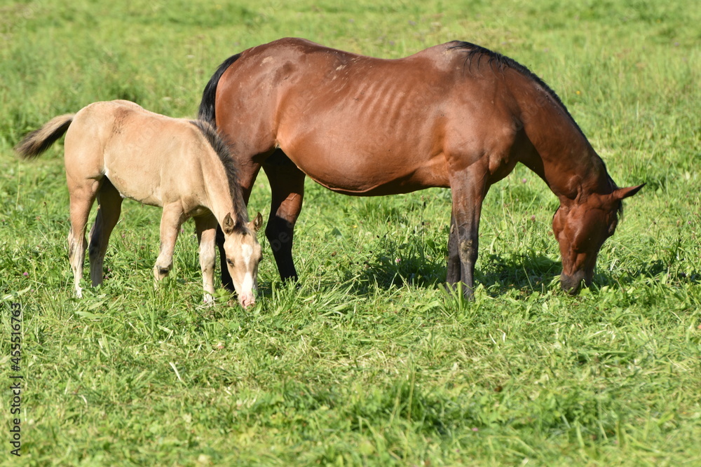 American Quarter Horse Zucht