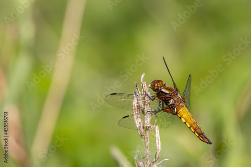 dragonfly on a leaf © Hylko