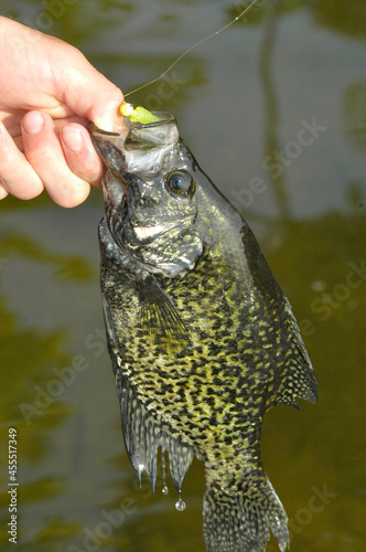 A black crappie with a jig 