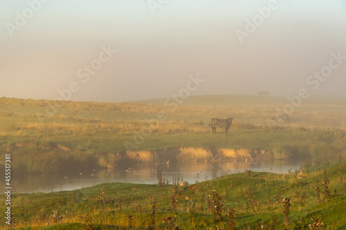 Misty morning landscape with cow  Northumberland  UK