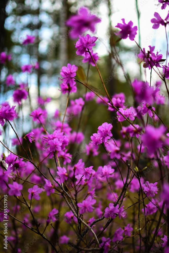 Fototapeta premium flowers in the garden