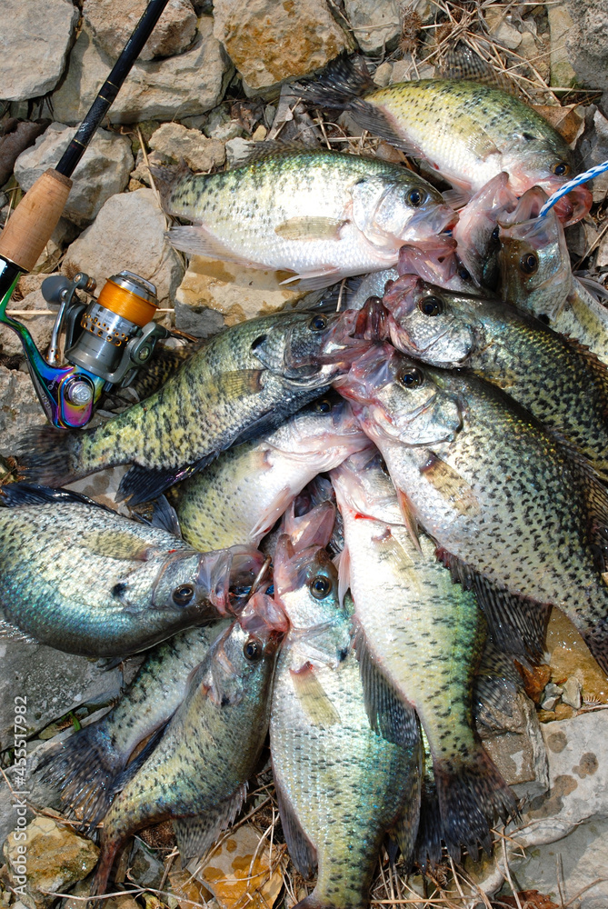 Fototapeta premium A stinger of black and white crappies 