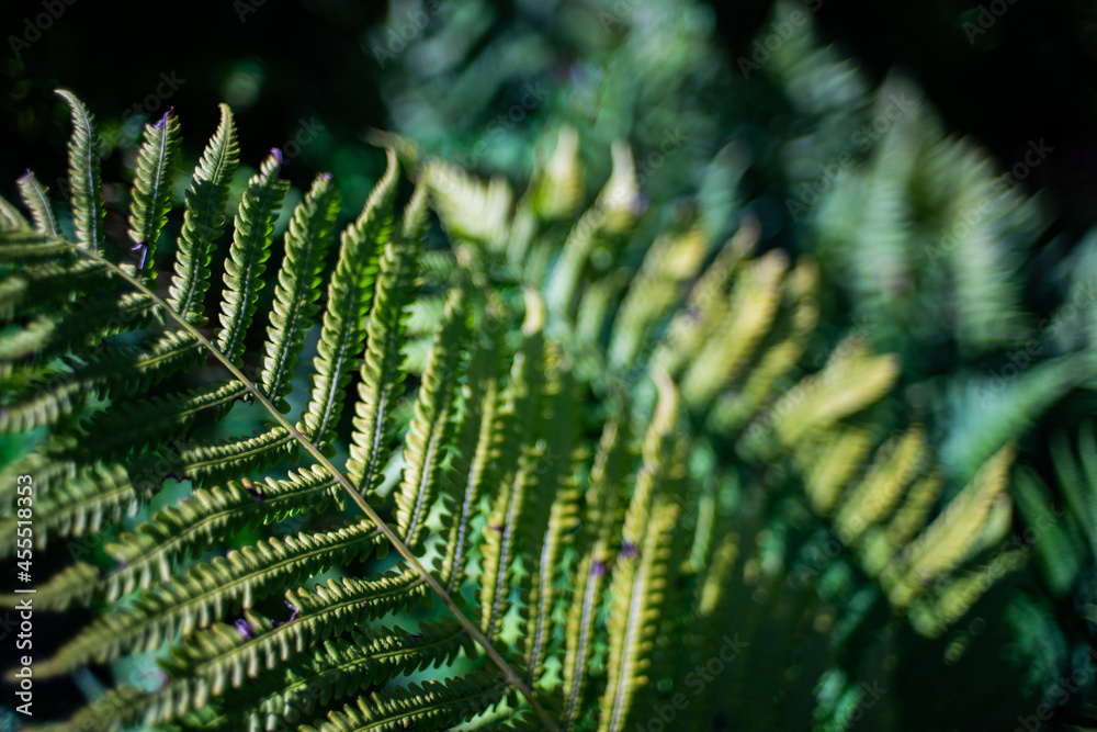 Detail photos of green fern