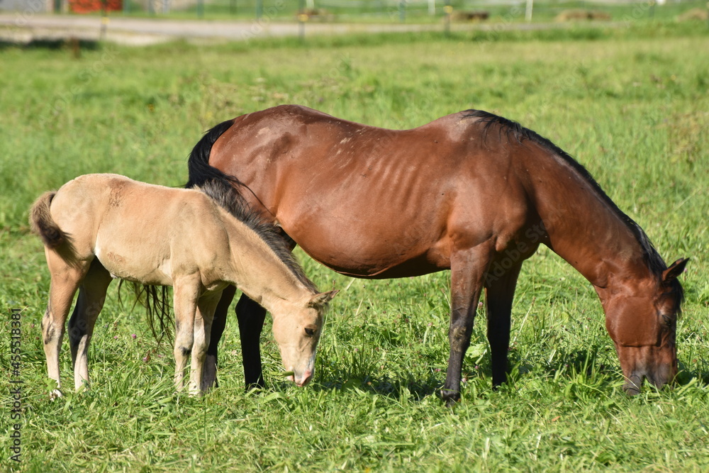 American Quarter Horse Zucht