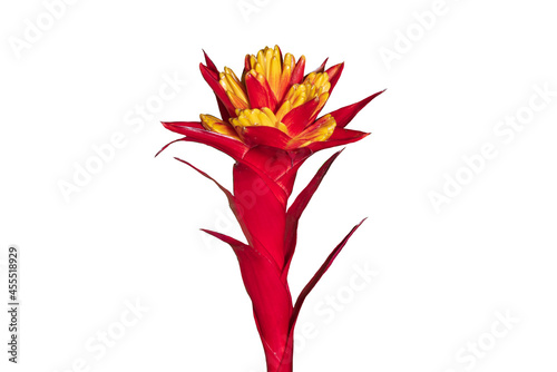Multicolor Bromeliads isolated on the white background. Clipping path.