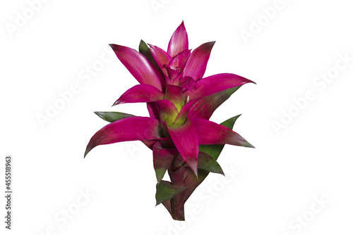 Slika na platnu Multicolor Bromeliads isolated on the white background