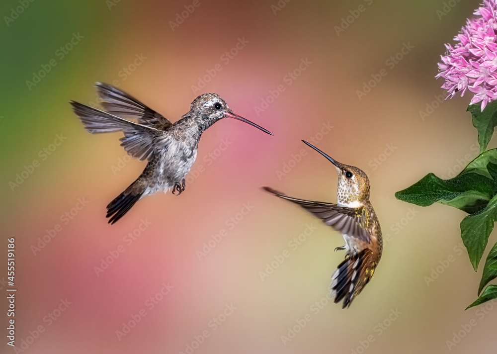 Fototapeta premium Hummingbird Fight! Two hummingbirds fighting over food.