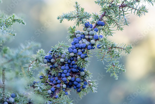 Juniperus communis, the common juniper, is a species of small tree or shrub in the cypress family Cupressaceae. Juniperus communis branch with fresh blue cones. photo