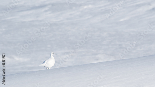 snowy white bird