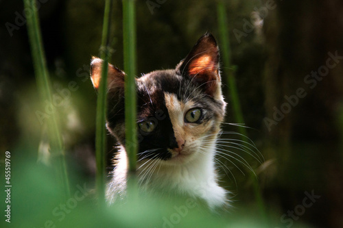 Cute small female chimera kitten in the grass