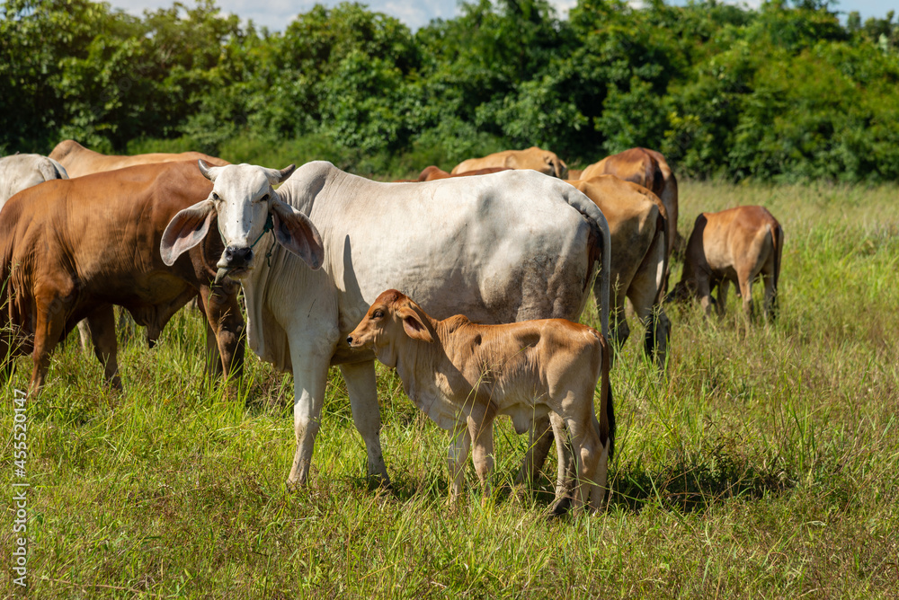 Cow with calf standing  on  grazing , One young standing brown cow and a white cow together.