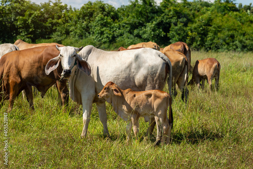 Cow with calf standing on grazing , One young standing brown cow and a white cow together.