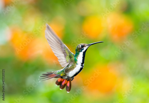 A female Black-throated Mango hummingbird dancing in the air with a blurred background. Bird in flight. Hummingbird hovering.