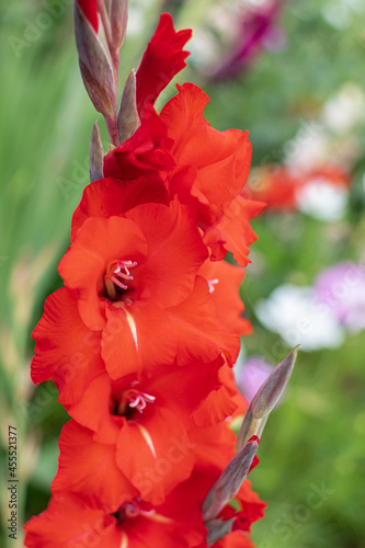 Rot blühende Gladiolen im Sommer