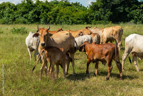  Herd of cows graze at countryside, cows eating grass in the countryside. © pornsawan