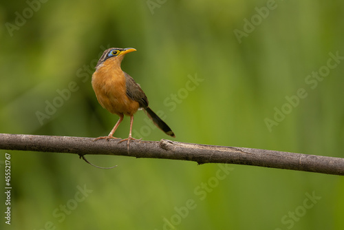 Drosselkuckuck (Lesser ground cuckoo)
Orotina, Costa Rica