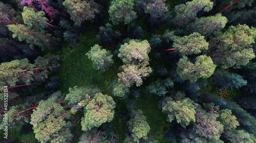 aerial view of forest in Russia. Forest in center of Siberia © skymediapro