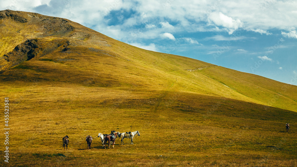 Obraz premium Horses graze in the meadow in the Caucasus mountains