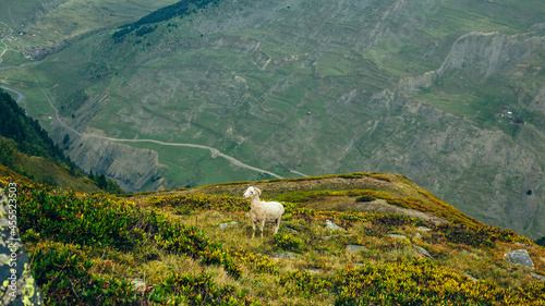 Lonely sheep lost in the mountains 