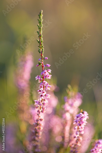 Calluna vulgaris  common heather  ling  heather  is a flowering plant family Ericaceae. Blooming wild Calluna vulgaris  common heather  in the evening light. Honey plant Calluna vulgaris.
