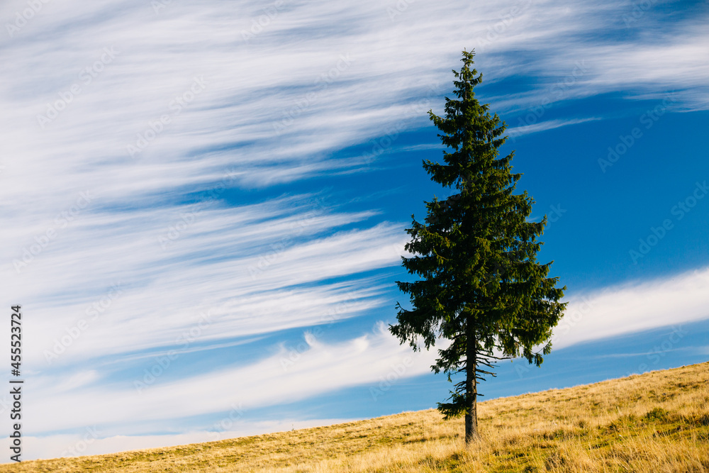 Fototapeta premium Pine tree on a background of blue sky