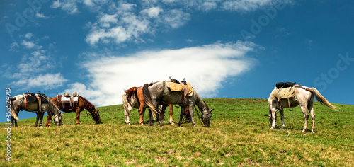 Horses graze on the hill