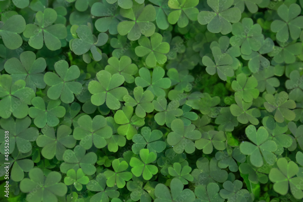 Top view of beautiful green clover leaves