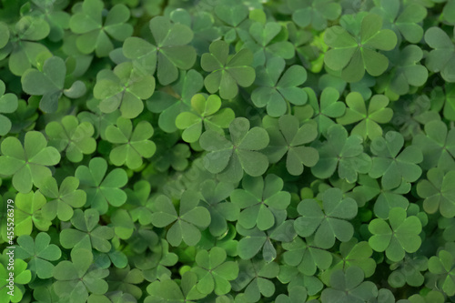 Top view of beautiful green clover leaves