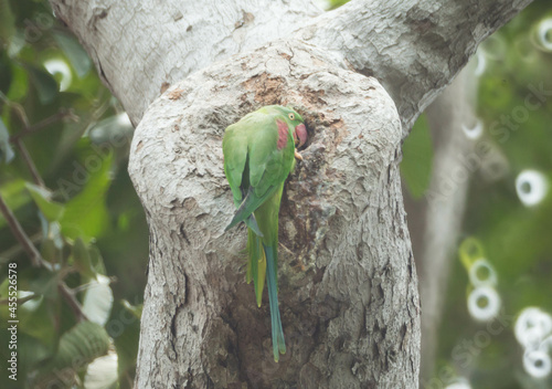 Alexandrine Parakeet