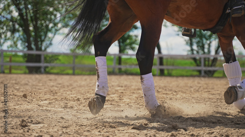 focus on the lower part of the brown horse that is galloping and raising dust. High-quality photo