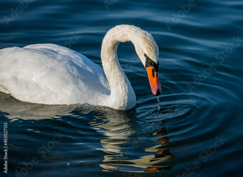 A beautiful and graceful swan on the water. The reflection of the swan in the lake water and water drops.