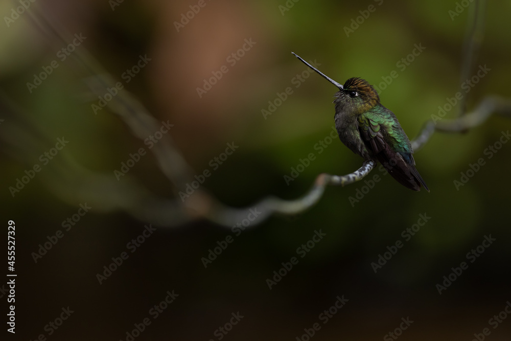 Fototapeta premium Grünstirn-Lanzettschnabel (Green-fronted Lancebill) La Paz, Costa Rica