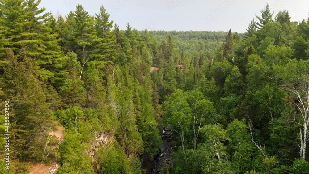 fly over a wonderful and healthy forest in North Shore area fly over a wonderful and healthy forest in North Shore area
