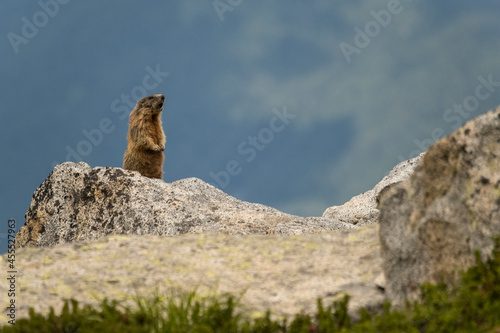 Marmotta - Adamello photo