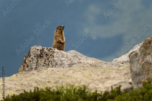 Marmotta - Adamello © simone
