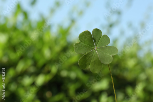 Green four leaf clover on blurred background. Space for text