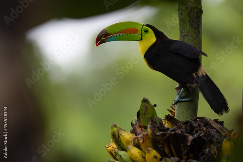 Wallpaper Mural Fischertukan (Keel-billed toucan)
Costa Rica Torontodigital.ca