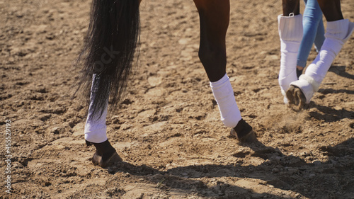 an unknown person in jeans walks a horse with a focus on four horse legs and a tail. High-quality photo