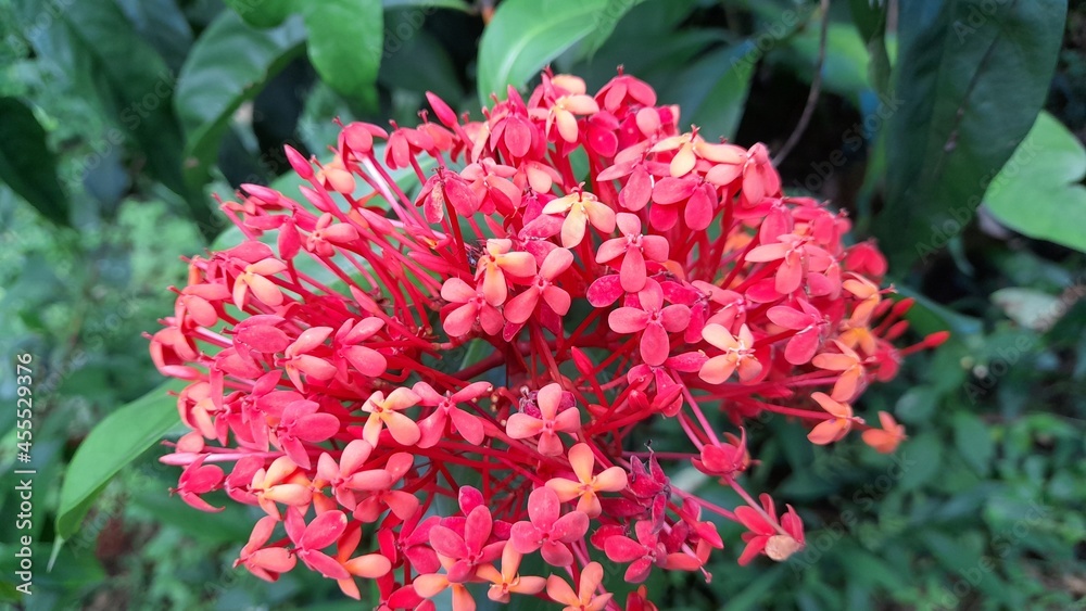 red and yellow flowers