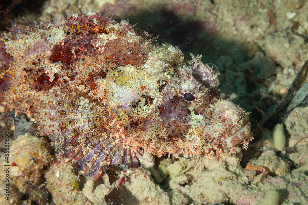 Fish of the Red Sea. Scorpionfish