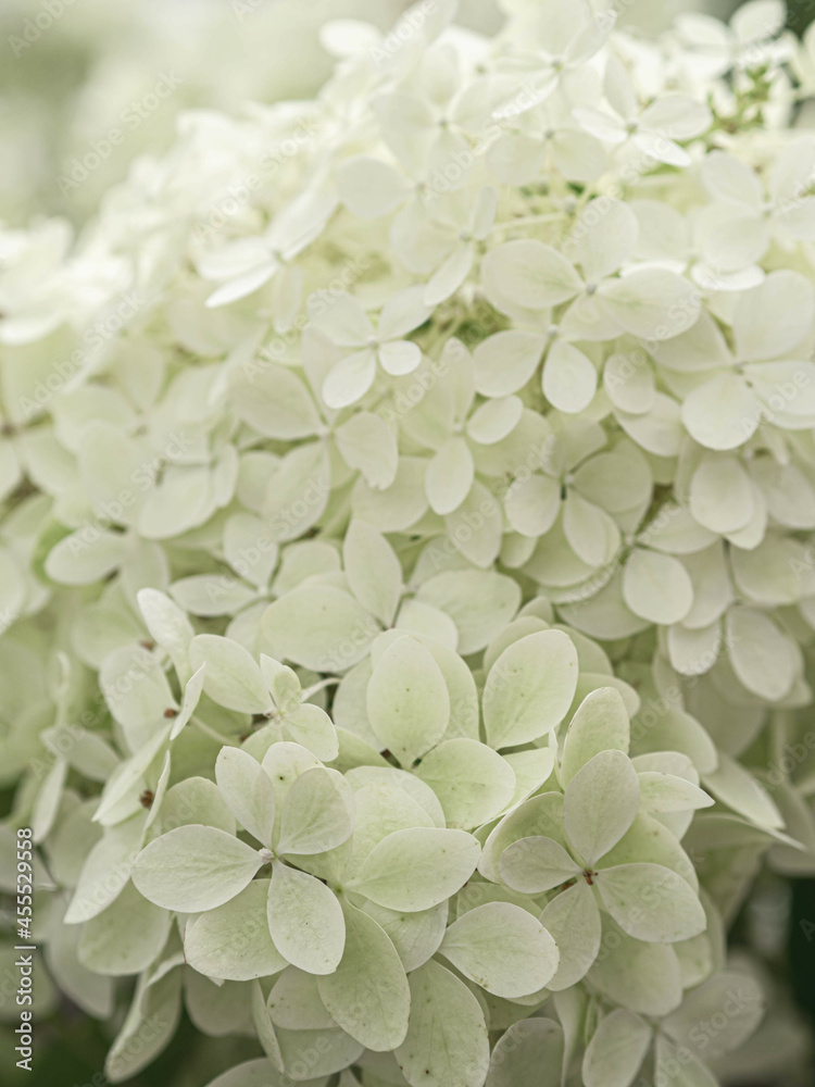 Bright luminous white Hydrangea flowers background Bright luminous white Hydrangea flowers background
