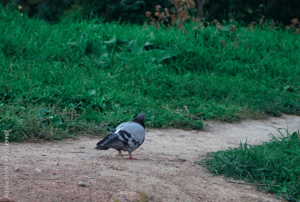 Fototapeta premium doves walk in the park