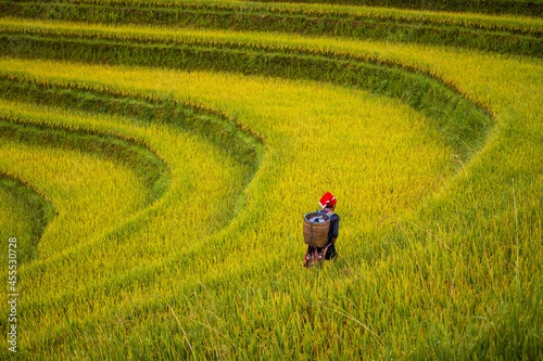 Red Dao people on the rice terrace photo