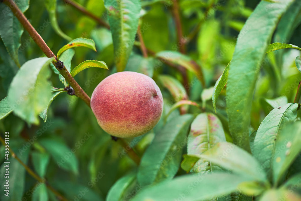 red peach ripening on tree ready for harvest, surrounded by green leaves, close-up