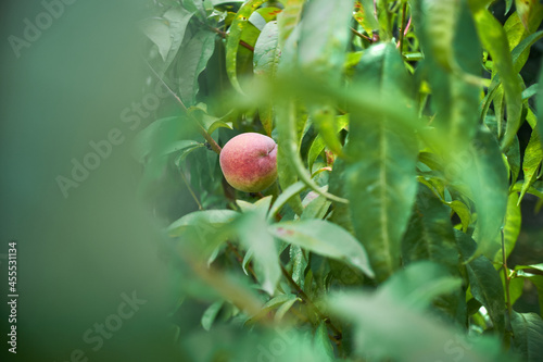 Canvastavla red peach ripening on tree ready for harvest, surrounded by green leaves