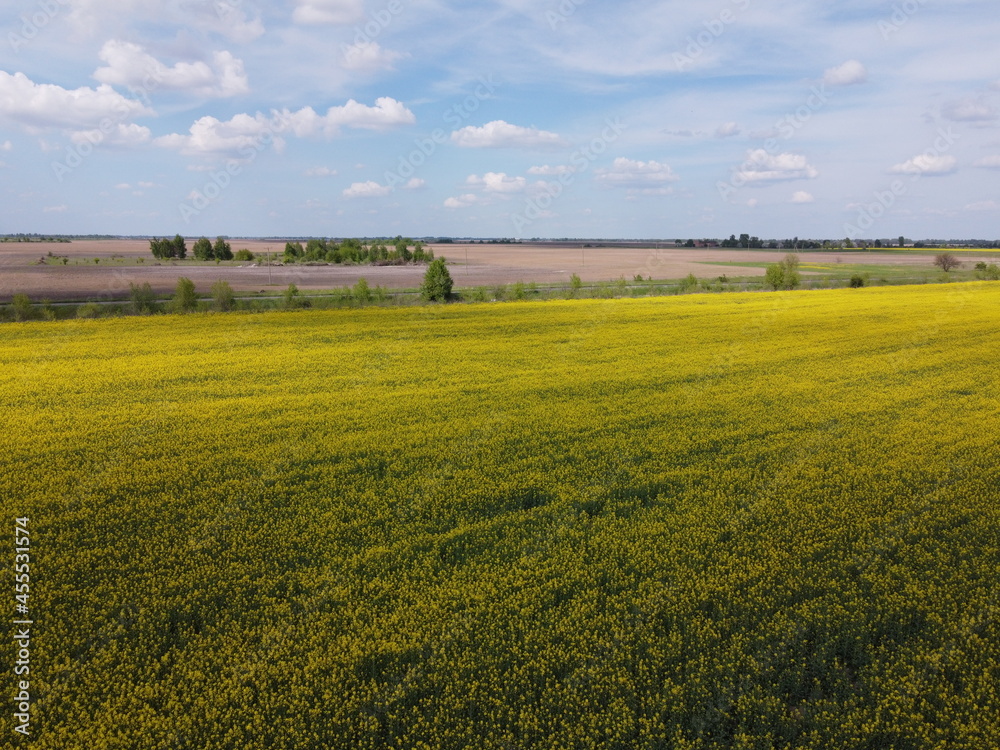 Picturesque rapeseed field under the blue sky. Farmland covered with flowering rapeseed, aerial view.