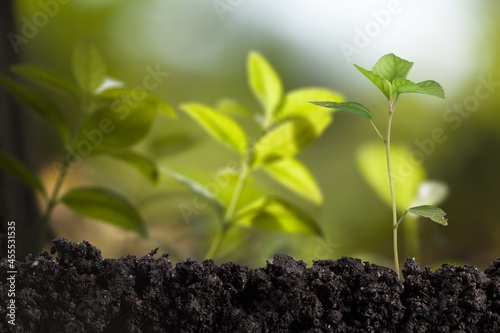 Little green seedlings growing in fertile soil
