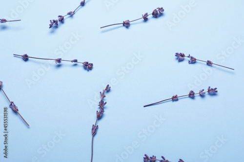 Dried lavender flowers on blue background
