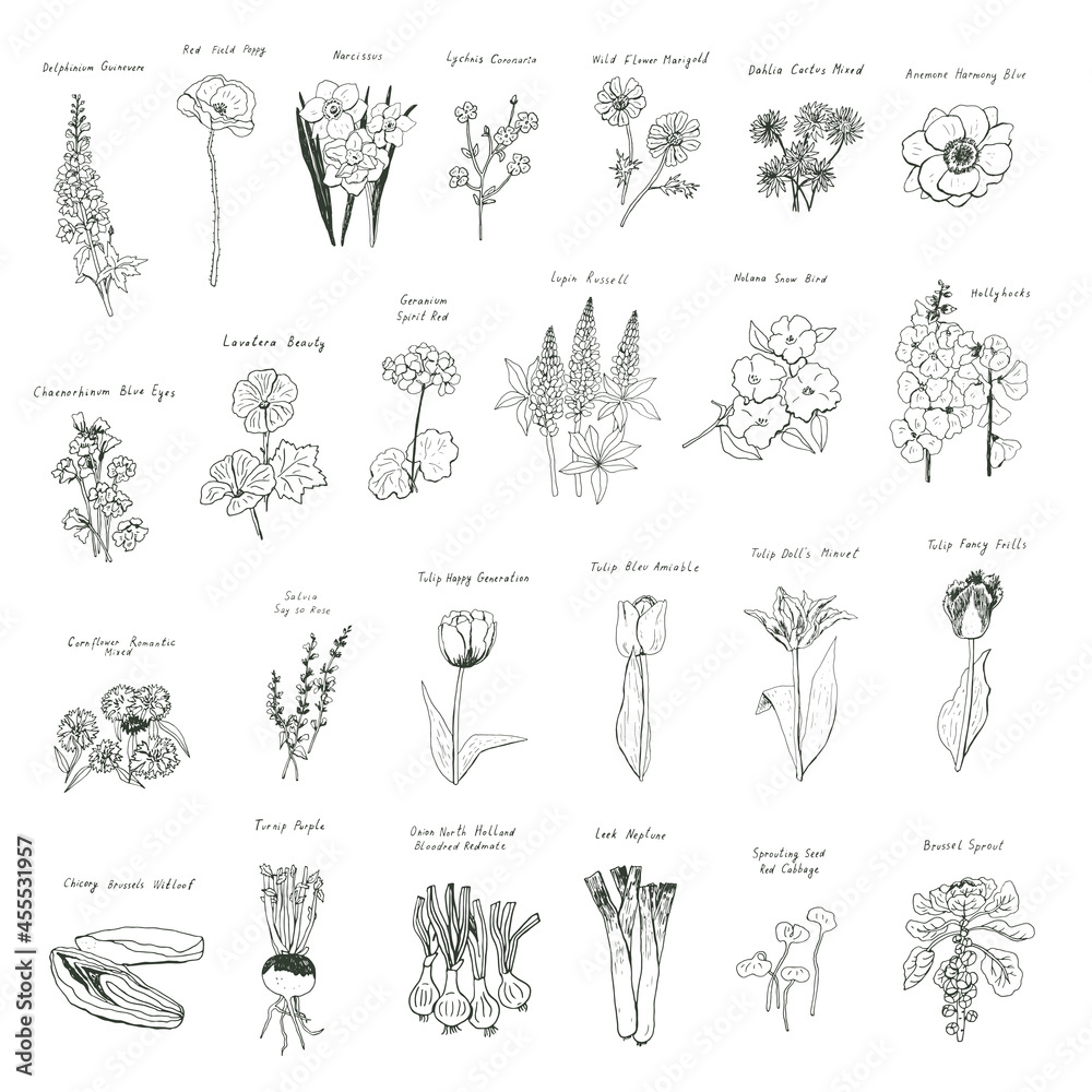 Vegetables, flowers, tulips vector illustrations set